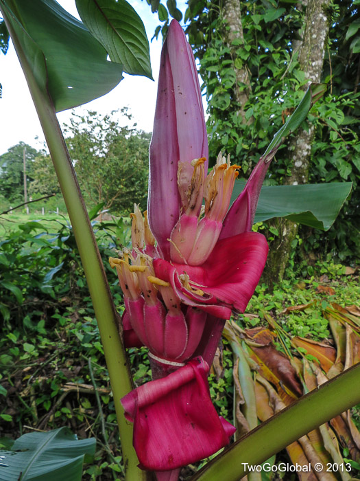Tropical flowers of Costa Rica