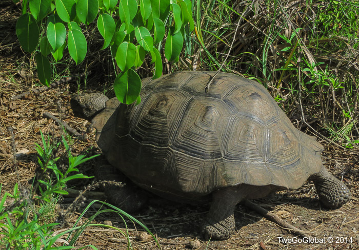 A small giant tortoise