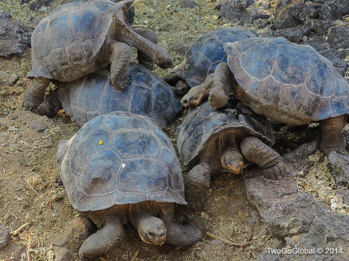 Giant tortoise orgy