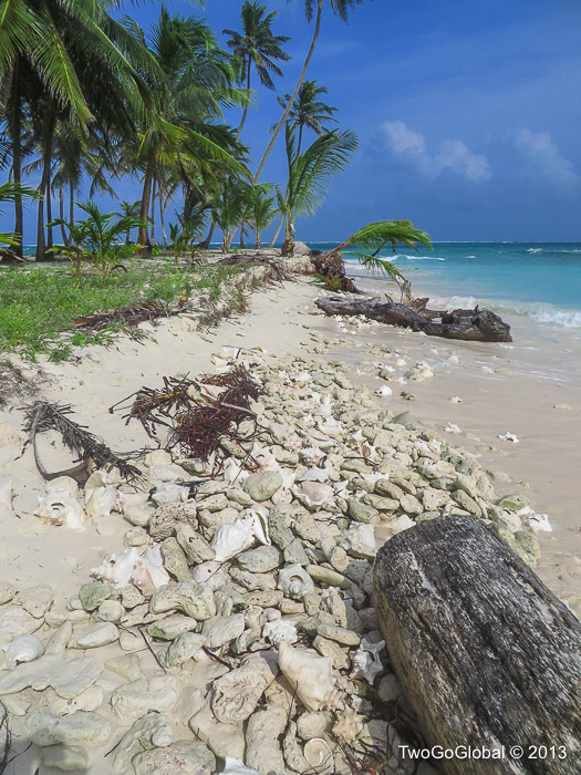 A beach full of conch shells