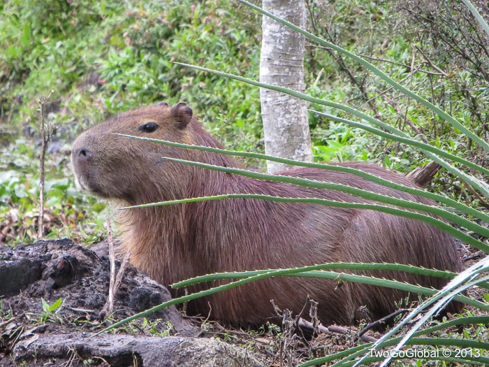 Capybara keeping a watchful eye on me