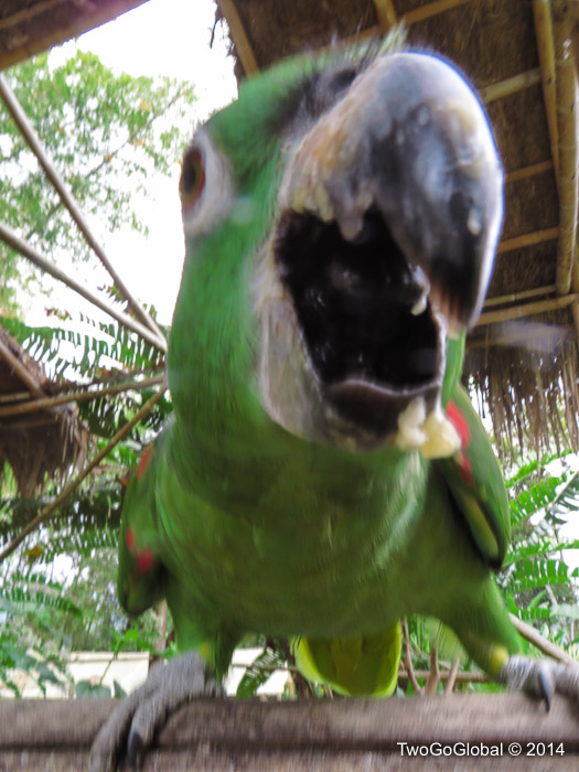 One of the Casa de Nelly talking parrots