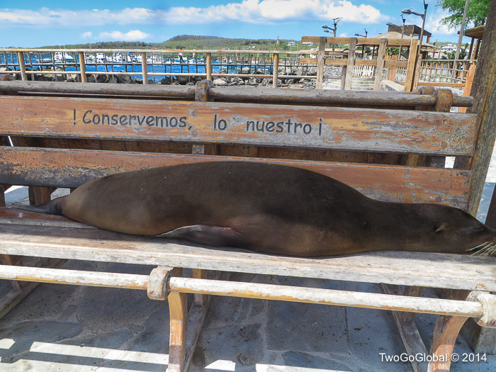 Snoozing Galápagos Sea Lion