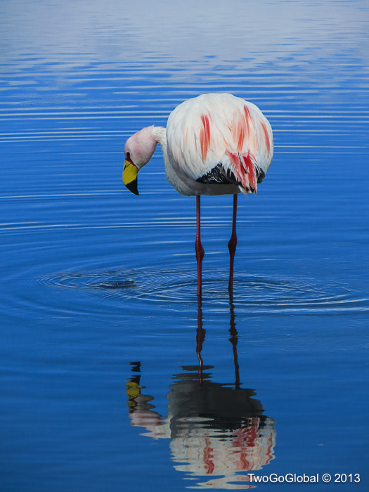 Mirror image of a James's flamingo