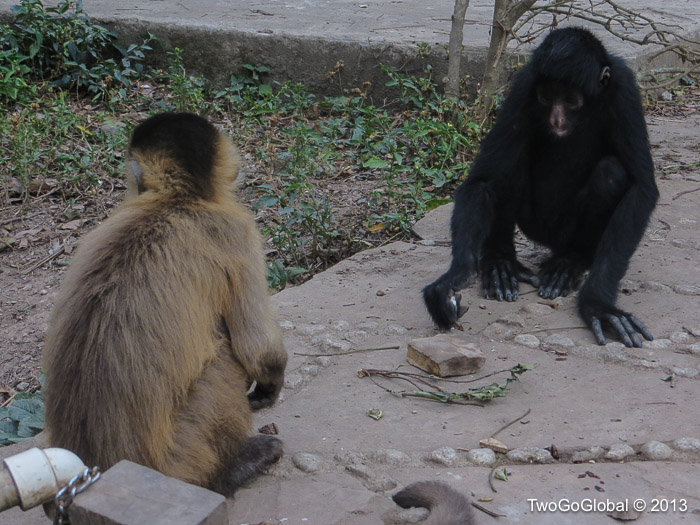 Capuchin and spider monkeys living together
