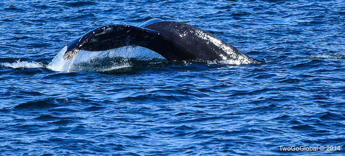 Humpback Whale making a dive