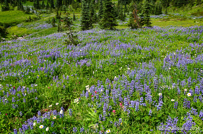 Meadows of wild flowers