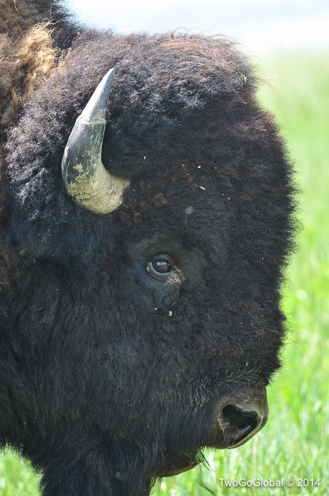 American bison keeping a watchful eye