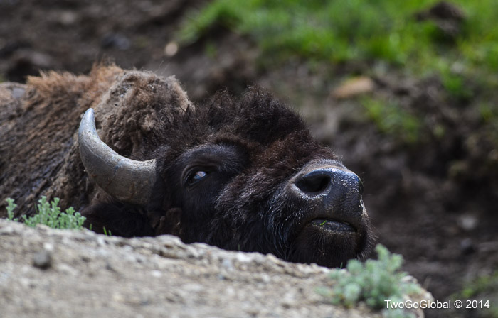 Bison resting his big head