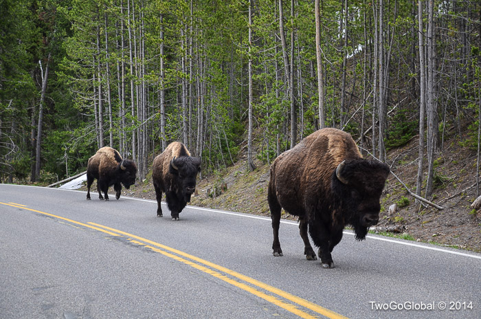 Bison seem like the kings of the highway