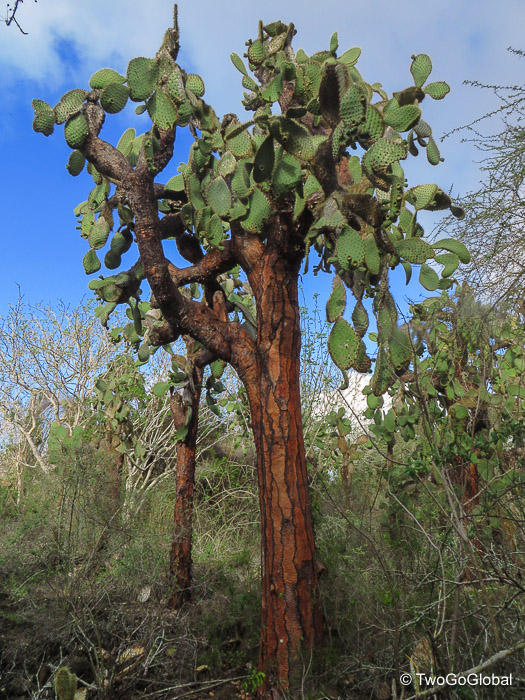 Tree Cacti are endemic to the Galápagos