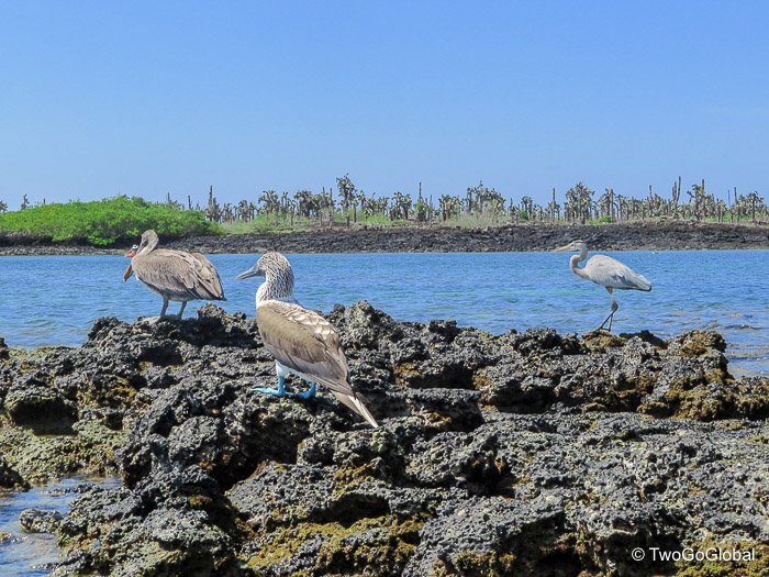 Brown Pelican, Blue-footed Booby and a Great Blue Heron