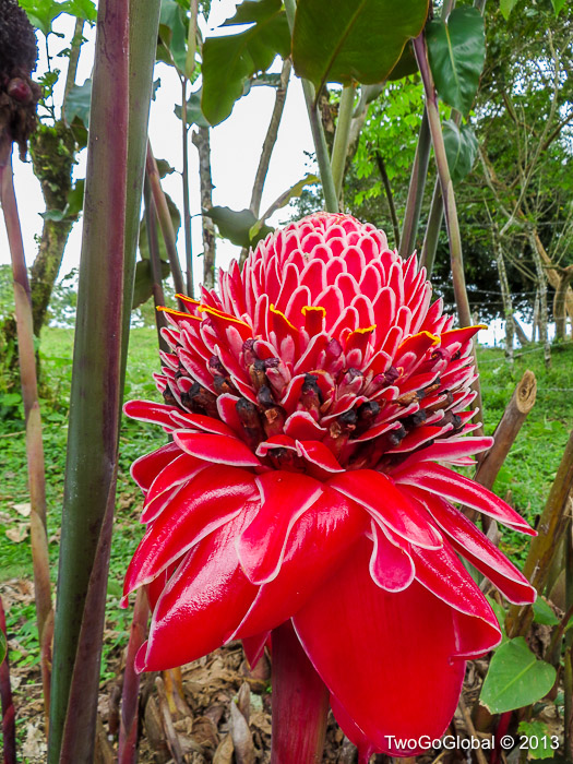 Tropical Costa Rican flora