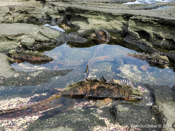 Marine iguanas cooling off