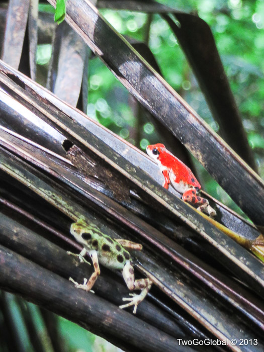 Strawberry poison-dart frogs