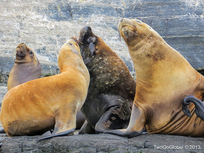 A male southern sea lion and his harem