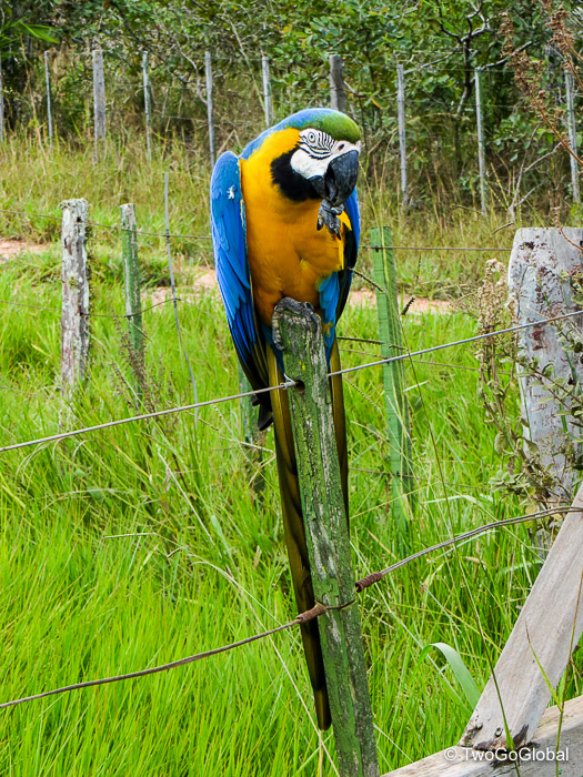 Hadn’t noticed before but the Blue-and-Gold Macaw is considerably smaller than its Red-and-Green cousin