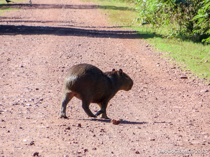 A lone capybara crossing the Estrada Parque