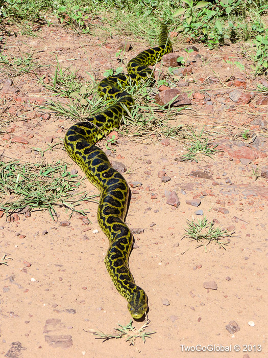 Yellow anaconda on the side of the road