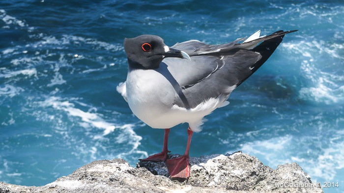 This Swallow-tailed Gull wasn’t so friendly but still posed very well