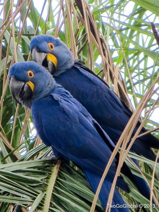 Very cute pair of Hyacinth Macaws