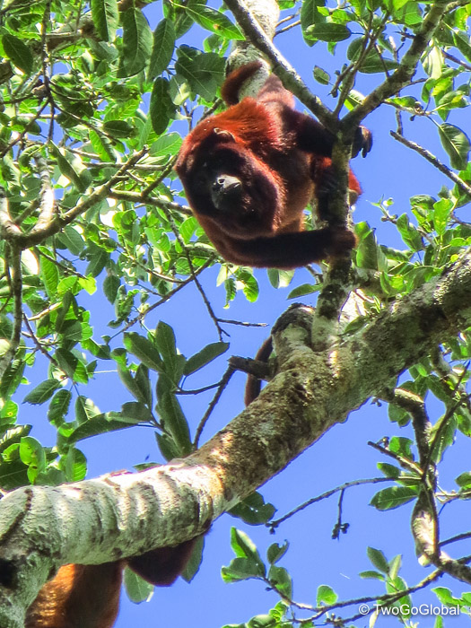 Bolivian Red Howler Monkey
