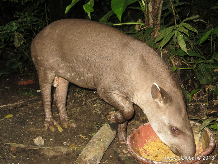 Tunyu, the resident South American Tapir
