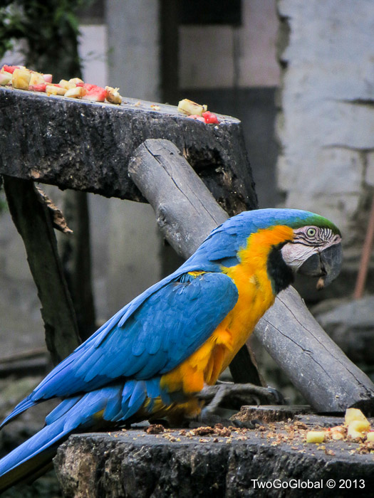 Blue and gold macaw in the relative safety of the refuge