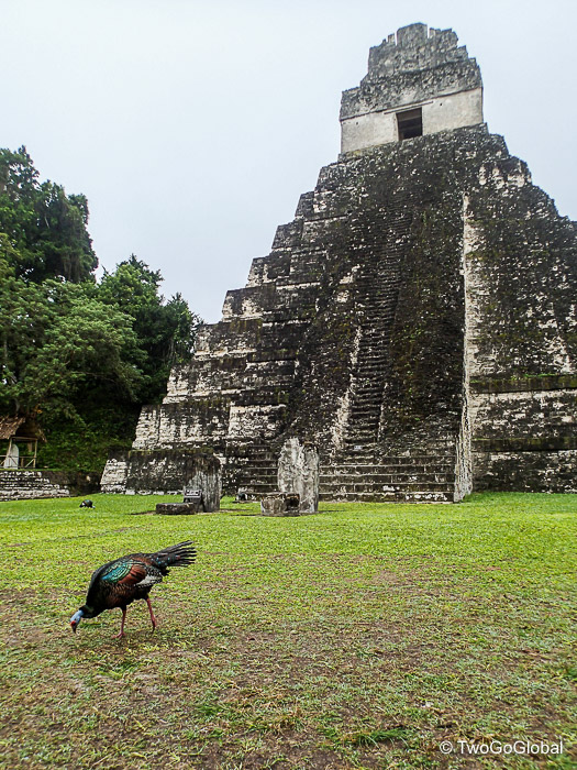 Wild turkey with Temple I behind