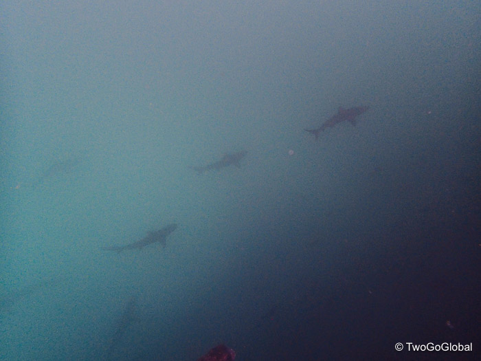 Galápagos Sharks in the blue below us
