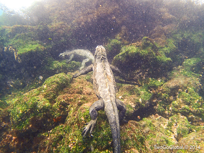 Marine iguanas feeding on algae
