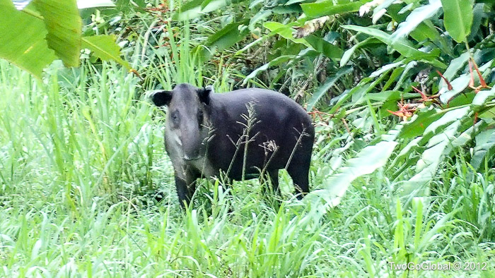 Greeted by a Bairds tapir at Sirena
