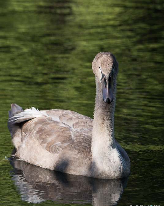 The mute swan is the national bird of Denmark