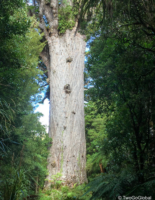 Tane Mahuta