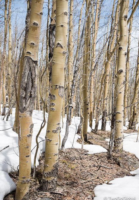 Aspens on the lower trail