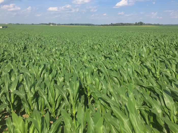 Corn as far as the eye can see