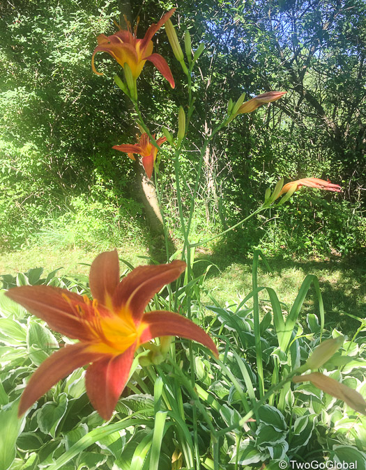 Flowers of Charles Mound, IL