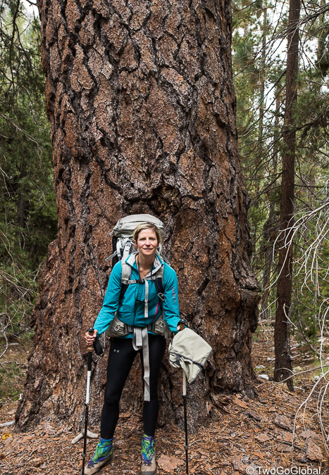 Ponderosa or Sugar Pine, not sure which