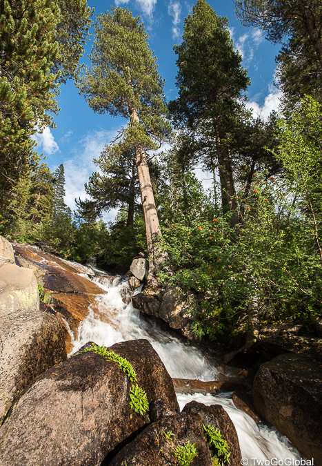 Tumbling water and Pine trees