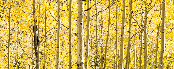 Aspens in the height of Fall colors