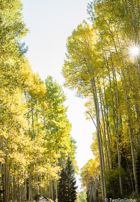 Pockets of yellow aspens covered the hillside