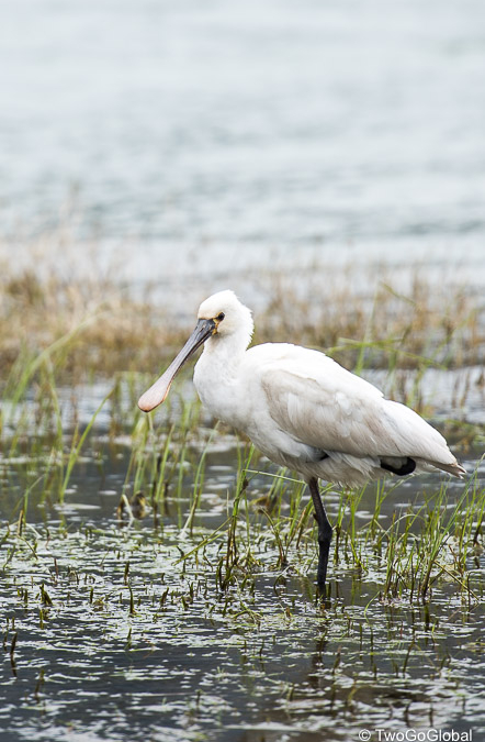 Spoonbill on the shores of Lagoa das Sete Cidades