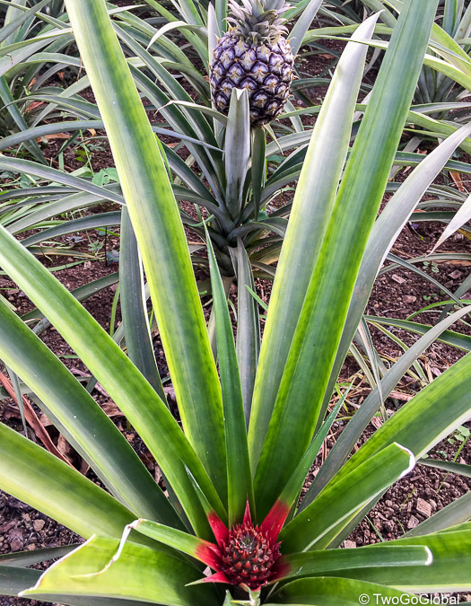 Growth of a pineapple