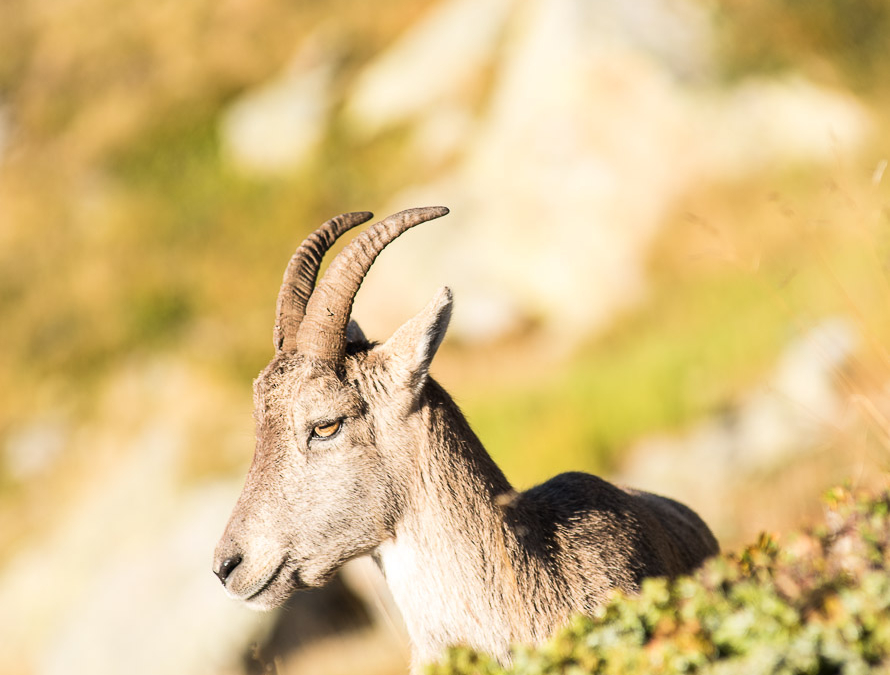 Alpine Ibex in the French Alps