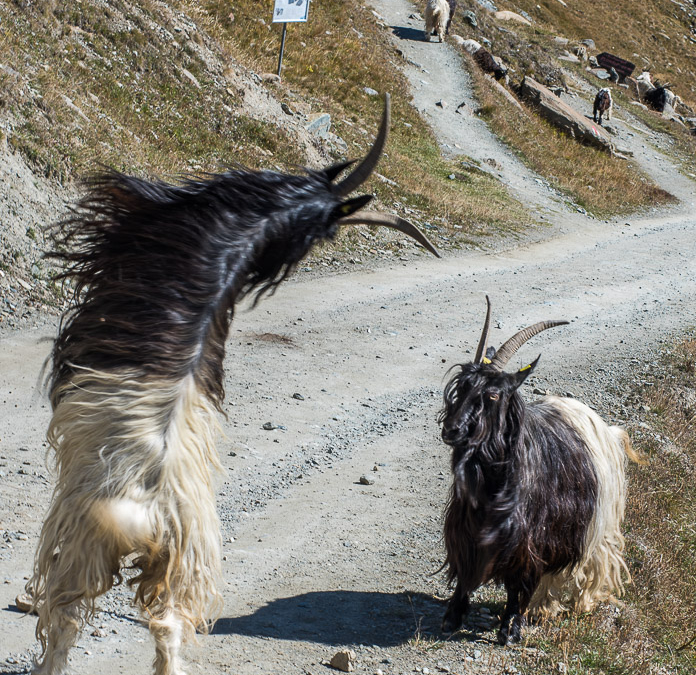 Valais Blackneck Goats