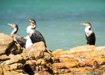 White-throated Cormorants in Kalk Bay