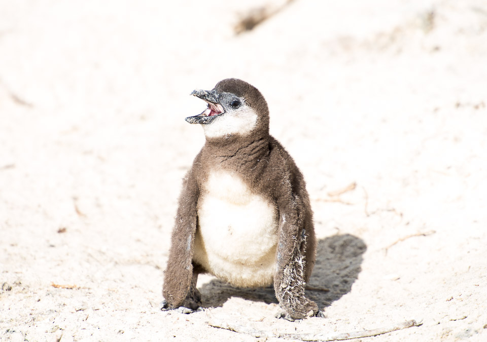 Chick African Penguin