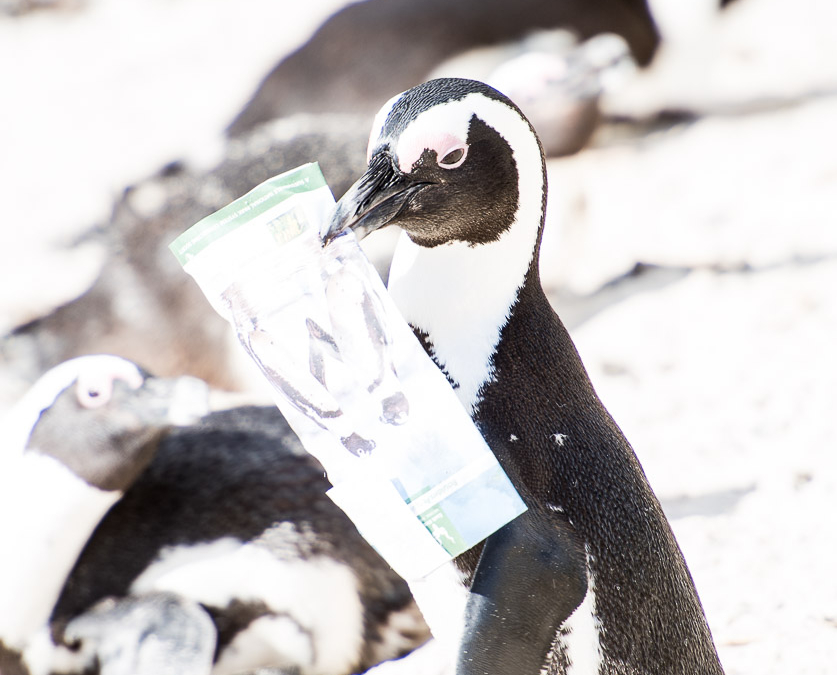 African Penguin with his movie ticket
