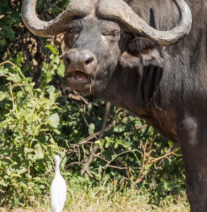 African Buffalo