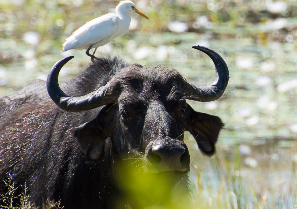 African Buffalo